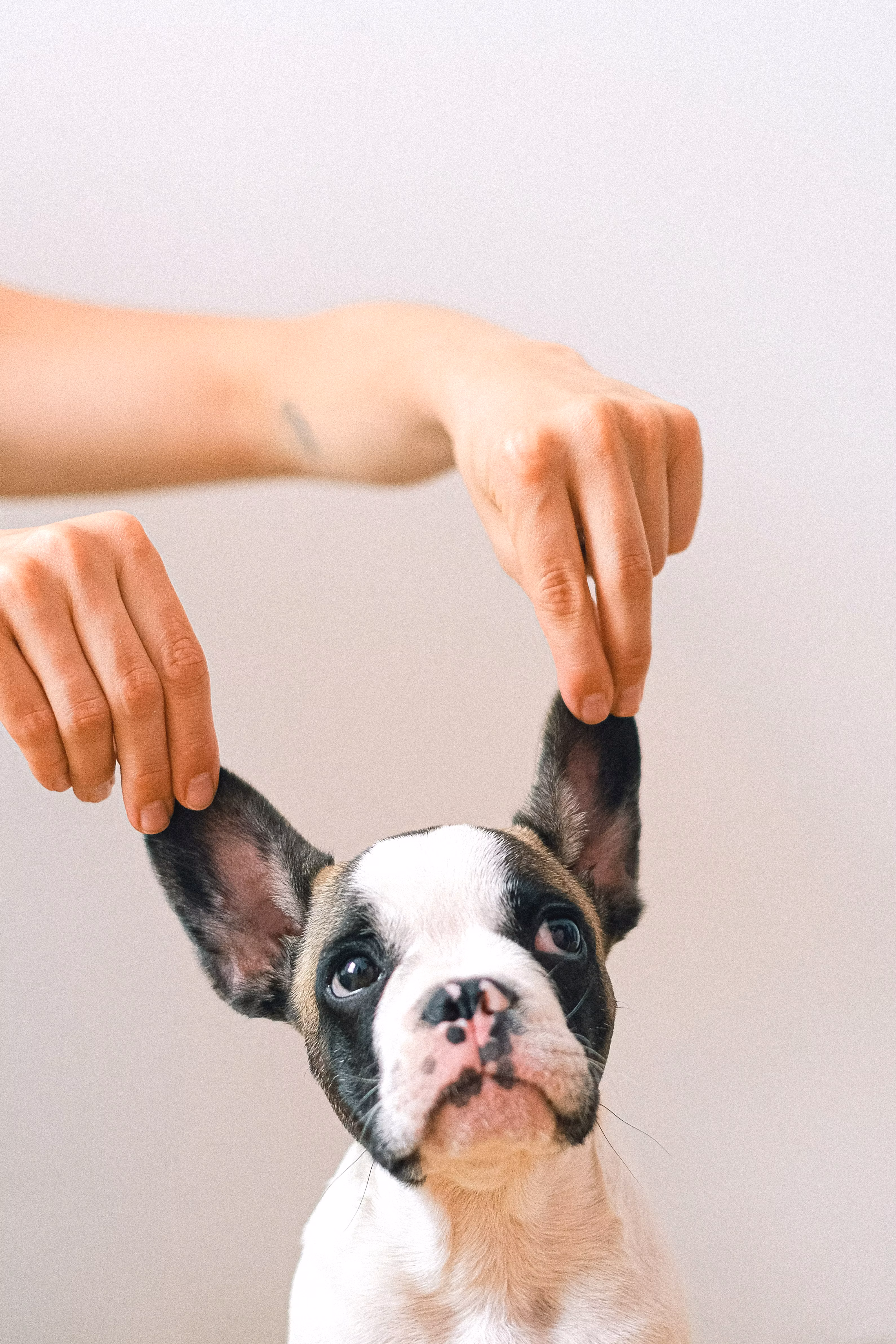 Professional pet grooming at The Pawlour